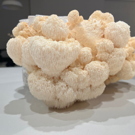 Lion’s Mane (Hericium erinaceus) What is it and what are some of its health benefits?