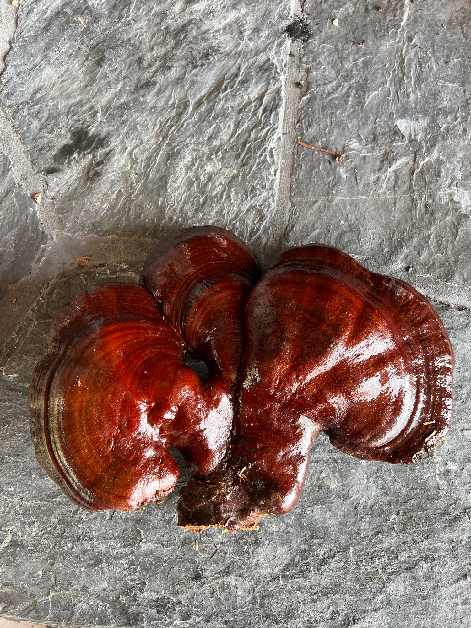 West Coast Reishi (Ganoderma oregonense) – Medella Mushrooms