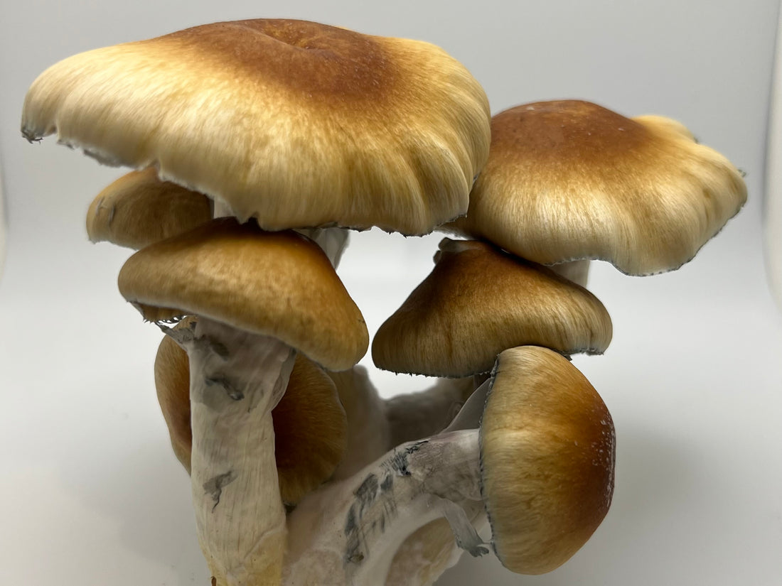 Entheogenic Mushrooms