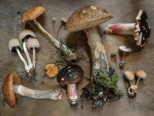 The Many Health Benefits of Mushrooms