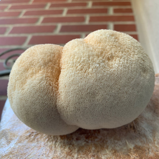 Dried Lions Mane