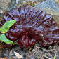 West Coast Reishi