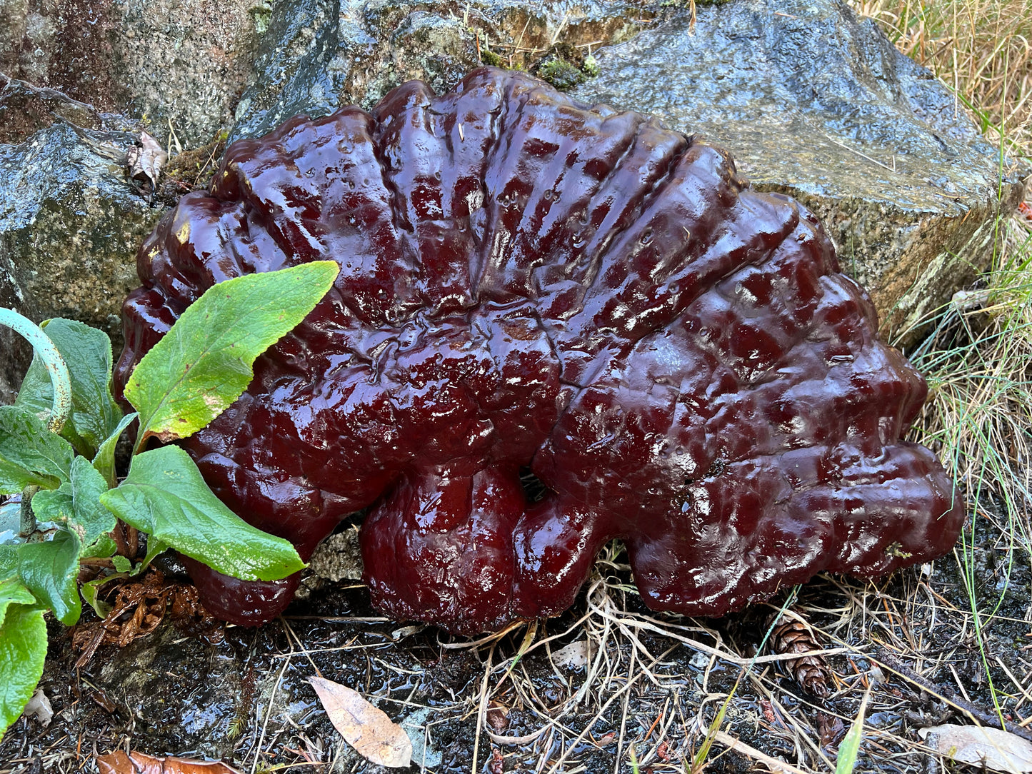 West Coast Reishi