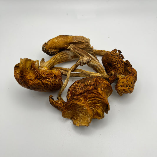 Chestnut/ Pretzel Mushrooms